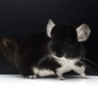 black pearl chinchilla photos photographs pictures images